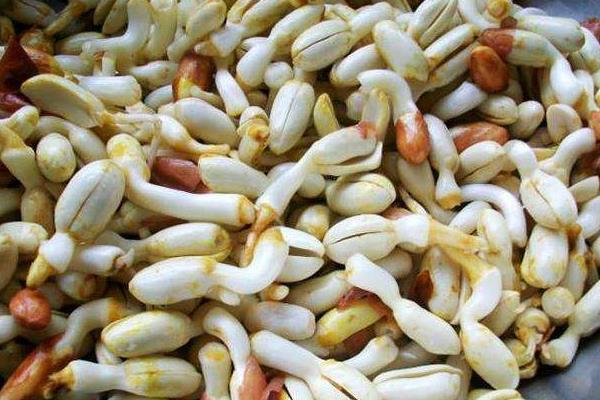 花生放了二年還能吃嗎,生芽了還能生吃嗎