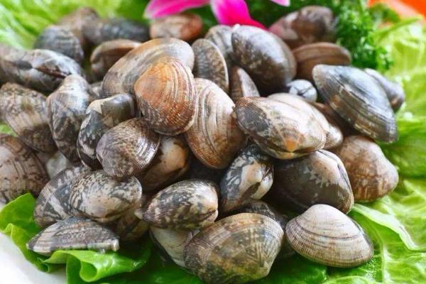 花蛤不收舌頭還能吃嗎?煮了還會張開嗎?