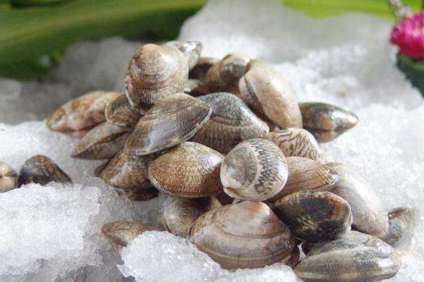 花蛤不收舌頭還能吃嗎?煮了還會張開嗎?