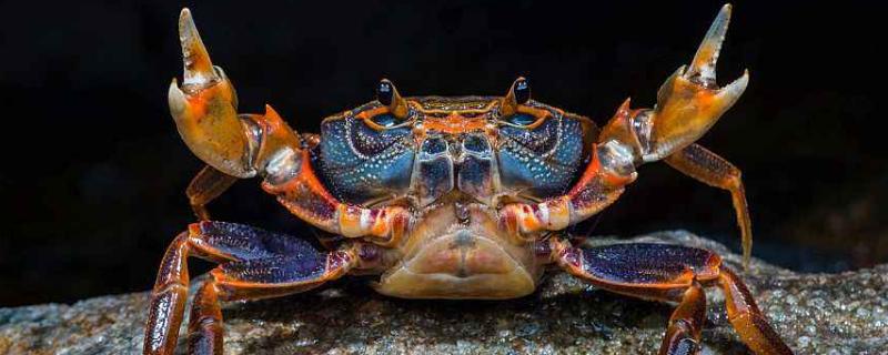 螃蟹過夜還能吃嗎？隔夜的熟螃蟹還能吃嗎？