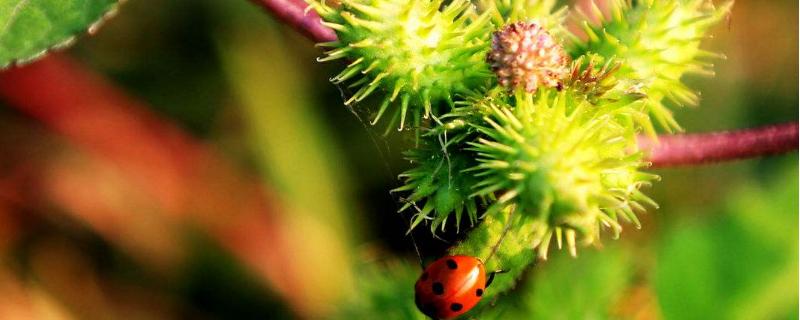 蒼耳子能吃嗎，蒼耳草能吃嗎，它們的區(qū)別是什么