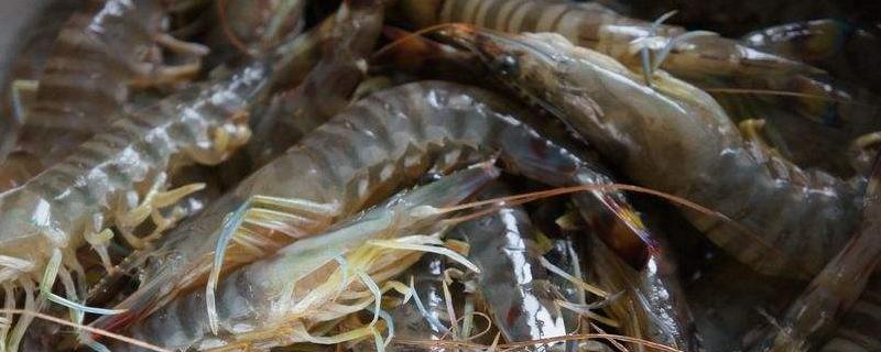 蝦凍久了變黑還能吃嗎？變綠能吃嗎？變紅能吃嗎？