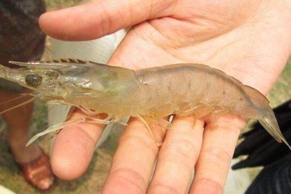 南美白對蝦好吃嗎?和黑虎蝦比哪個好吃?