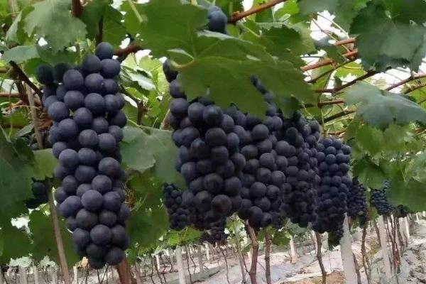 常見的葡萄品種與圖片介紹
