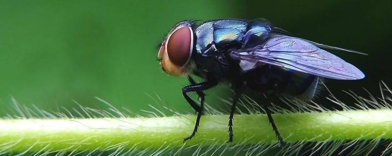 蒼蠅能吃嗎？蚊子能吃嗎？