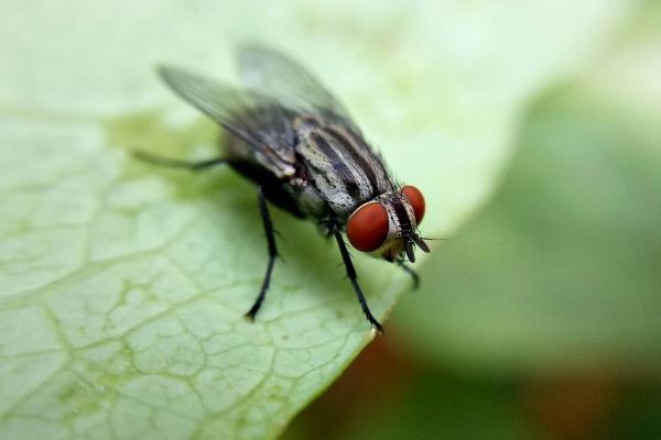 蒼蠅能吃嗎？蚊子能吃嗎？