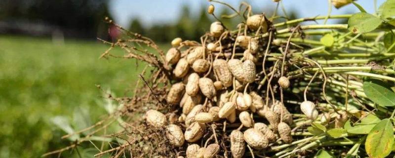 花生肥氮磷鉀配方比例