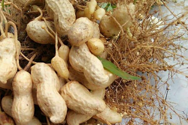 花生肥氮磷鉀配方比例