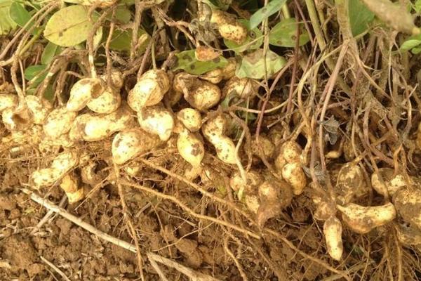 花生肥氮磷鉀配方比例