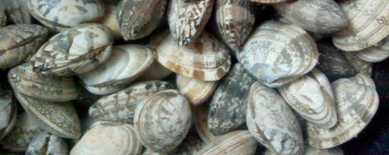 花蛤不收舌頭還能吃嗎？煮了還會張開嗎？