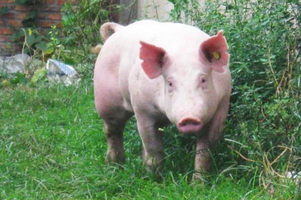 公豬料配方，后備公豬喂什么料