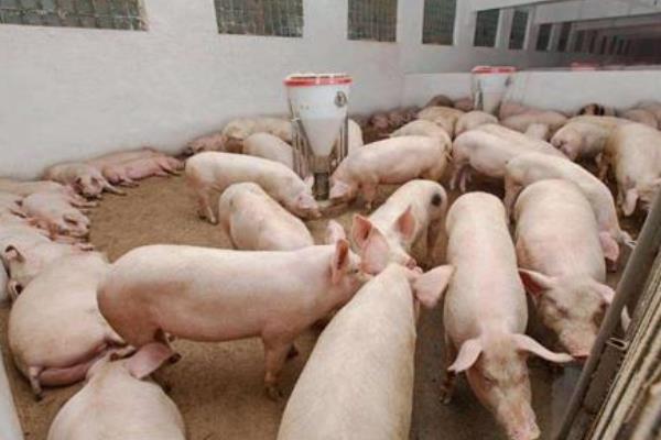 公豬料配方，后備公豬喂什么料