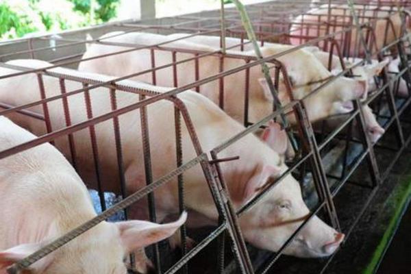 公豬料配方，后備公豬喂什么料