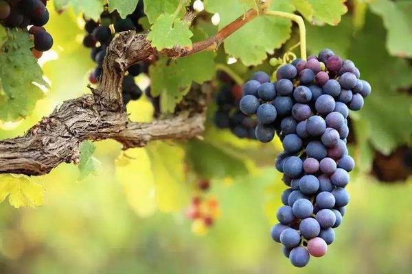 新品種葡萄苗什么品種好,近年好賣的葡萄品種有哪些