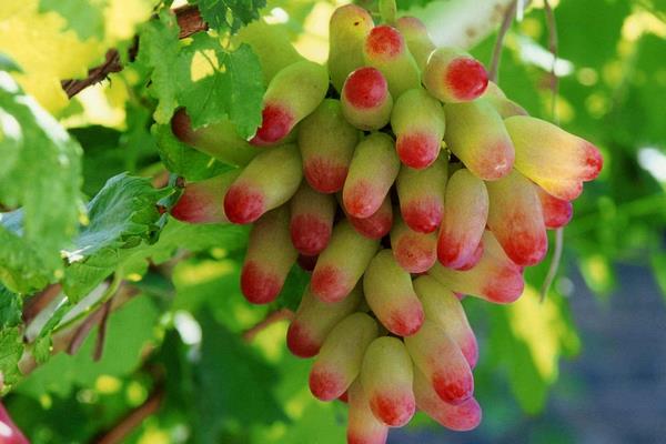 新品種葡萄苗什么品種好,近年好賣的葡萄品種有哪些