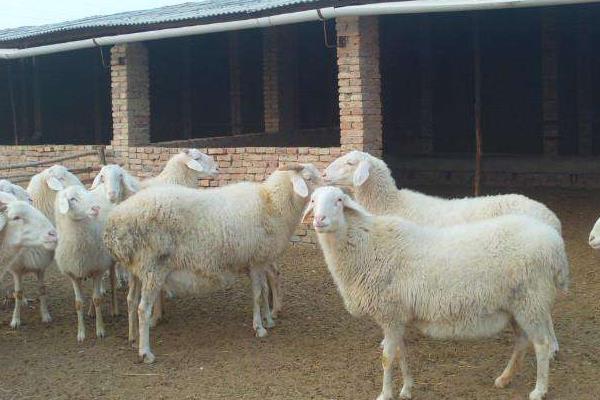 哪里小尾寒羊便宜，在中國(guó)的主要產(chǎn)地是哪里