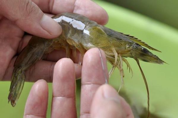 抽蝦線的最佳方法是什么?做白灼蝦要不要抽蝦線?