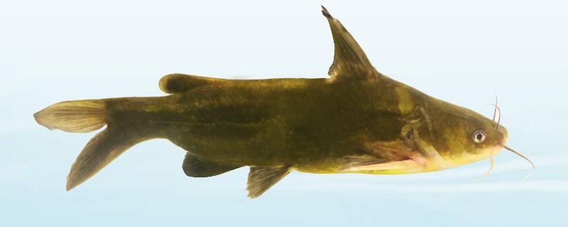 黃骨魚養(yǎng)殖風(fēng)險(xiǎn)大嗎？附養(yǎng)殖條件及技術(shù)和成本