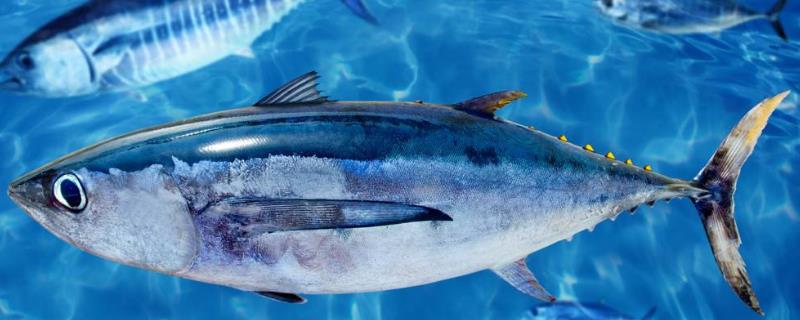 正常金槍魚市場多錢一斤?金槍魚怎么做好吃?