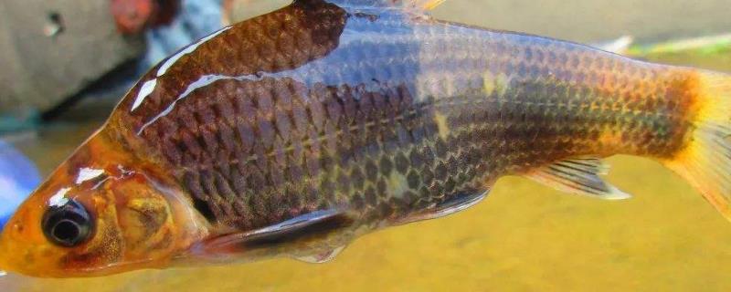 軍魚養(yǎng)殖難嗎，附養(yǎng)殖條件及技術(shù)