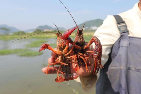 2020年龍蝦還能養殖嗎？附市場前景預測