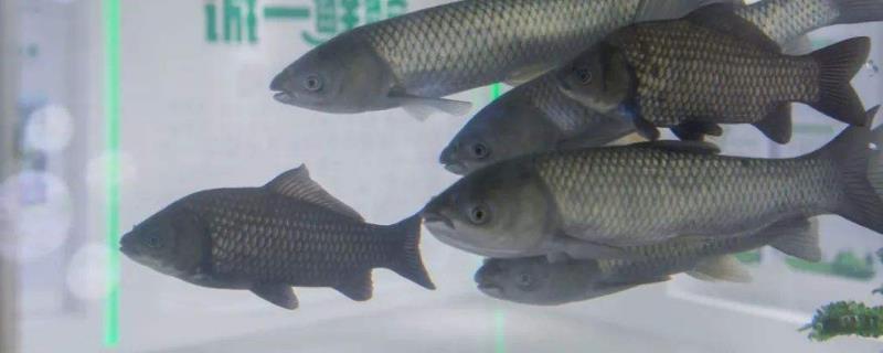 養魚掙錢嗎？養魚賺錢還是養泥鰍賺錢？