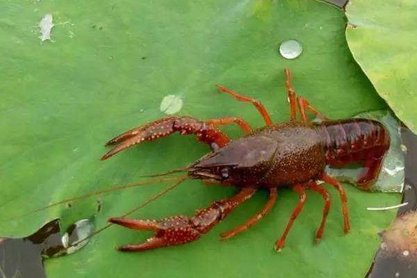 2020年龍蝦還能養殖嗎？附市場前景預測