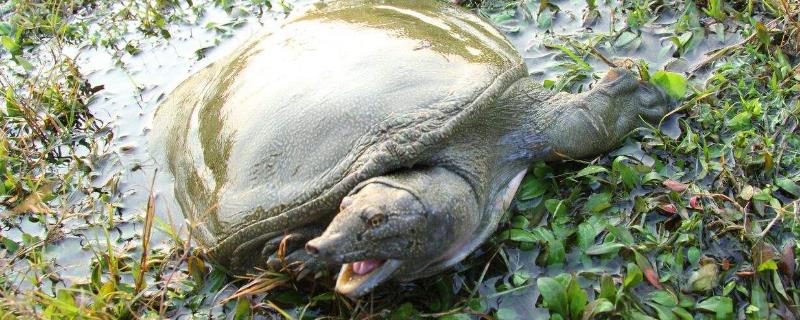 如何殺甲魚教程（附正確方法），有什么忌諱？