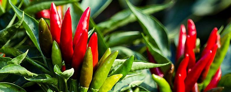 辣椒澆水時間，早上和晚上什么時候澆水好
