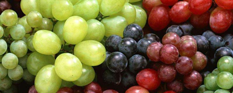 常見(jiàn)的葡萄品種與圖片介紹