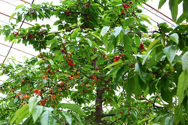 櫻桃大棚造價(jià)是多少,一般高度是多少