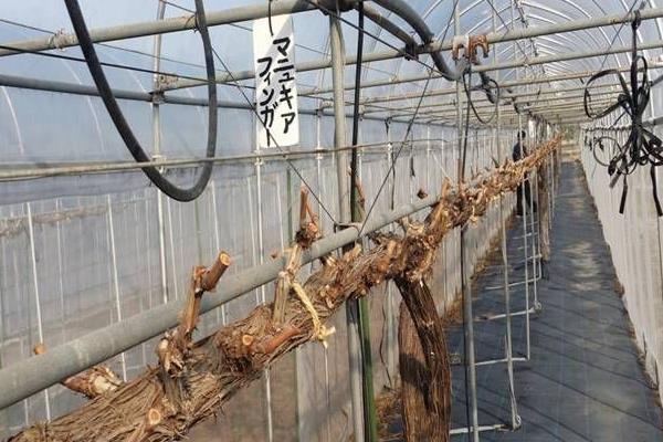 盆栽怎樣種植絲瓜更高產(chǎn)結(jié)的更多