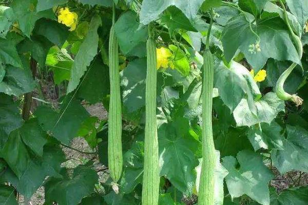 盆栽怎樣種植絲瓜更高產(chǎn)結(jié)的更多