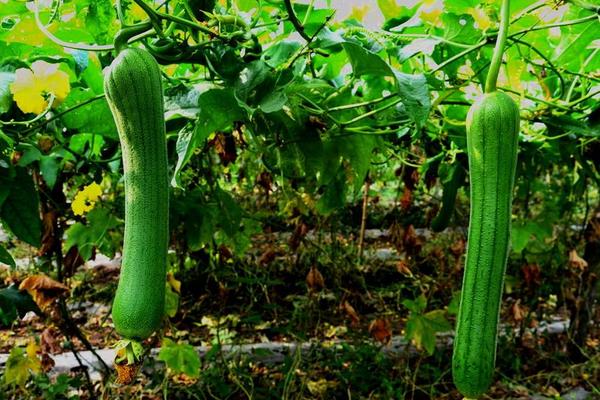 盆栽怎樣種植絲瓜更高產(chǎn)結(jié)的更多