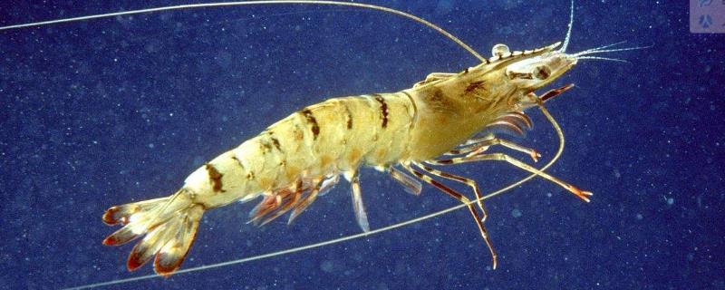 南美白對蝦好吃嗎？和黑虎蝦比哪個好吃？