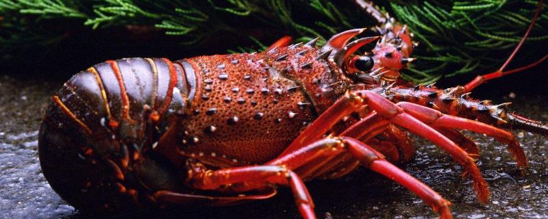 2020年龍蝦還能養殖嗎？附市場前景預測