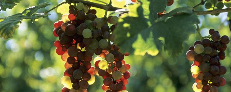 新品種葡萄苗什么品種好，近年好賣的葡萄品種有哪些