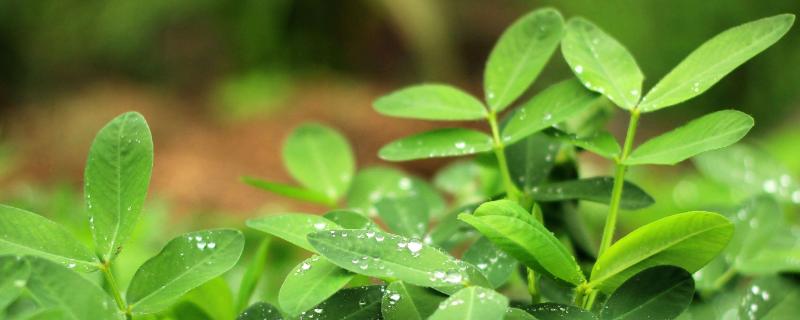 花生追肥時間,追什么肥好