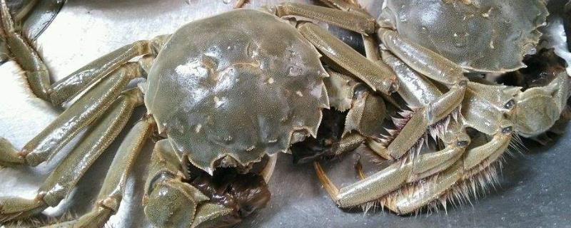 大閘蟹公的貴還是母的貴？為什么價(jià)格不一樣？哪個(gè)更好吃？