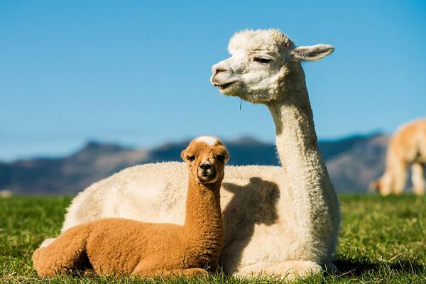 羊駝便宜的一只多少元?哪里有賣