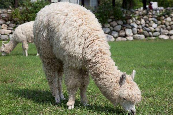 羊駝便宜的一只多少元?哪里有賣