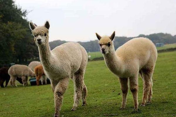 羊駝便宜的一只多少元?哪里有賣