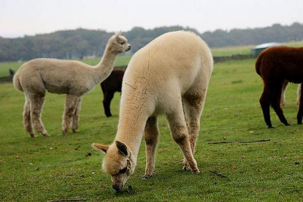 羊駝便宜的一只多少元?哪里有賣