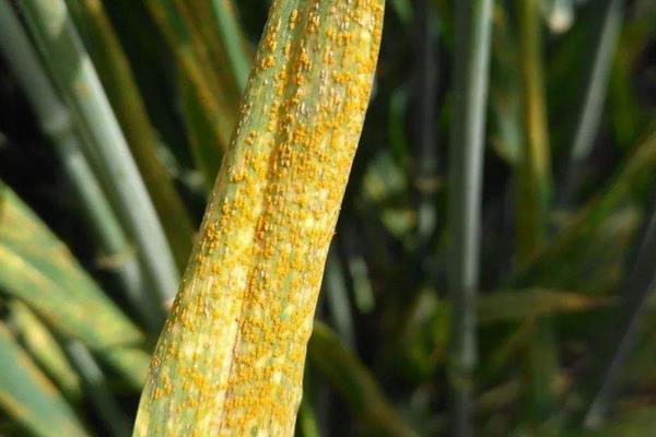 小麥銹病的防治方法