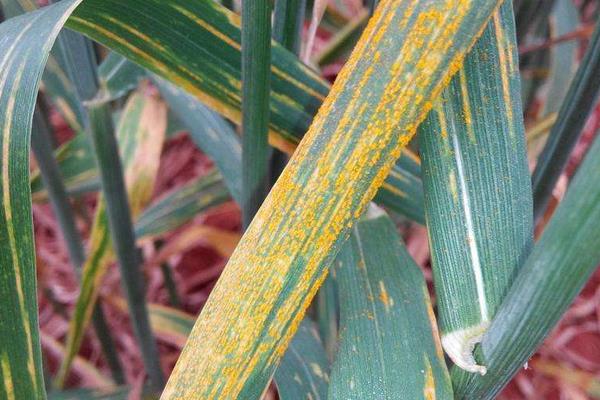 小麥銹病的防治方法