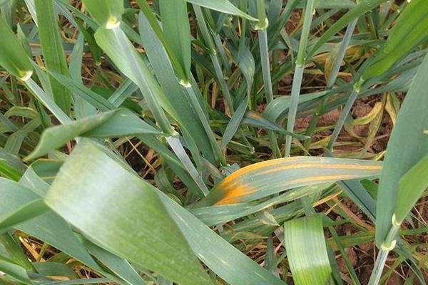 小麥銹病的防治方法