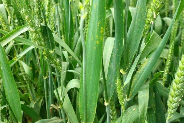 小麥銹病的防治方法