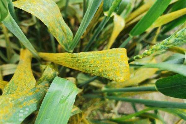 小麥銹病的防治方法