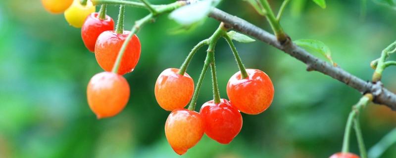 櫻桃大棚造價(jià)是多少,一般高度是多少