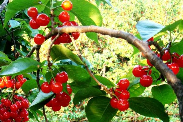 櫻桃大棚造價(jià)是多少,一般高度是多少